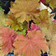 image de Heuchera x