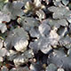 image de Heuchera x