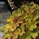 image de Heuchera x