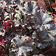 image de Heuchera x