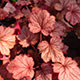 image de Heuchera x