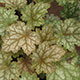 image de Heuchera x