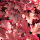 image de Heuchera x