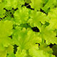 image de Heuchera x