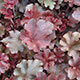 image de Heuchera x