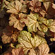 image de Heuchera x