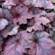 image de Heuchera x