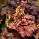 image de Heuchera x