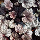 image de Heuchera x