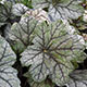 image de Heuchera x