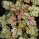 image de Heuchera x