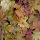 image de Heuchera x