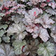 image de Heuchera x