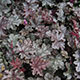 image de Heuchera x