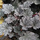 image de Heuchera x