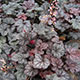 image de Heuchera x