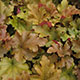 image de Heuchera x