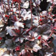 image de Heuchera x