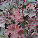 image de Heuchera x