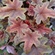 image de Heucherella (X Heucherella)