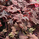 image de Heucherella (X Heucherella)