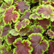 image de Heucherella (X Heucherella)