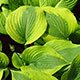 image de Hosta