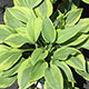 image de Hosta