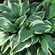 image de Hosta