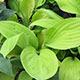 image de Hosta