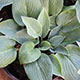 image de Hosta