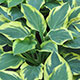 image de Hosta