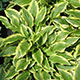 image de Hosta