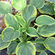 image de Hosta