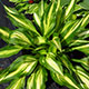 image de Hosta