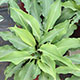 image de Hosta