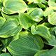 image de Hosta