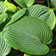 image de Hosta