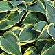 image de Hosta