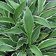 image de Hosta