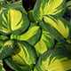 image de Hosta