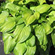 image de Hosta