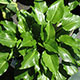 image de Hosta