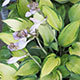 image de Hosta