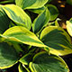 image de Hosta