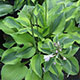 image de Hosta