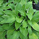 image de Hosta