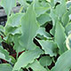 image de Hosta