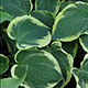 image de Hosta