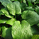 image de Hosta